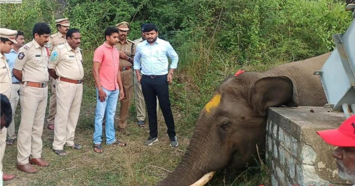 Andhra Pradesh: Elephant dies of electrocution in Chittoor
